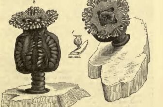 Vacationer Spots ‘Extinct’ Jellyfish Not Seen in 50 Years