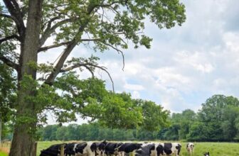 The Little Issues E-newsletter #482 – Life, laughter, and many nice meals!