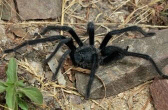 Document-Setting Tarantulas Boast Longest Intercourse Organs to Keep away from Getting Eaten by Females
