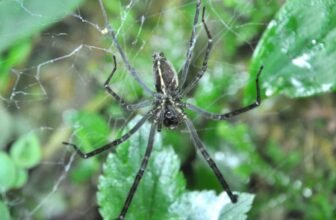 Spiders Hijack Fireflies to Create Devious Glowing Dying Traps