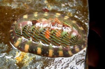 The Weird Organic Trick That Makes Mollusk Tooth Harder Than Metal