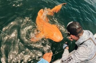 This Orange Shark Is the Results of a Uncommon Genetic Double Whammy