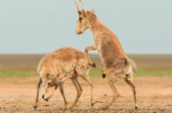 Right here Are the Winners of the 2025 Wildlife Images of the 12 months Contest