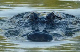 Blumhouse Tries a New Scare Tactic With Netflix Sequence ‘Nightmares of Nature’