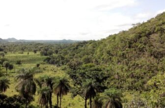 New Micro organism Found in Flies May Sicken People