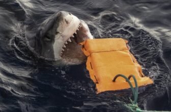 Researchers Examined Chunk-Resistant Wetsuit Materials With Nice Whites and Tiger Sharks. This is What Occurred