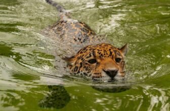 Jaguar Smashes Document for the Species’ Longest Recorded Swim, Baffling Scientists