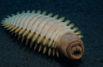 The Antarctic “Alien Worm” Is Actual — Simply Not Fairly the Monster the Web Imagined