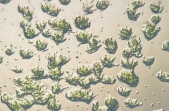 Moss Survives 9 Months Exterior ISS, In some way Retains Rising As soon as Again on Earth