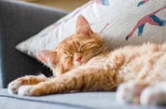 The Story of How Cats Conquered the World Simply Received Weirder