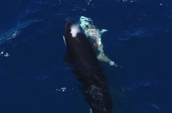 Jaw-Dropping Video Exhibits Orcas Flipping a Nice White Shark to Feast On Its Liver