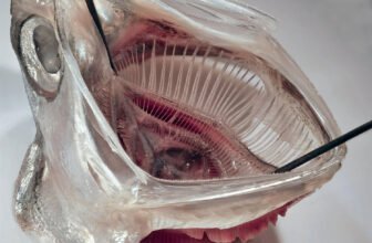 Fish-Impressed Laundry Filter Exhibits Early Promise In opposition to Microplastics