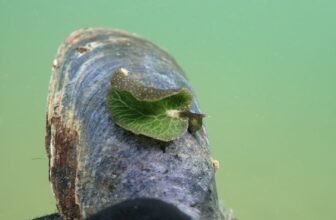 A Snorkeler in Nova Scotia Thought This Was a Leaf, however It Was One thing Far Weirder