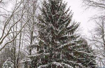 The Little Issues E-newsletter #500 – Life, laughter, and many nice meals!