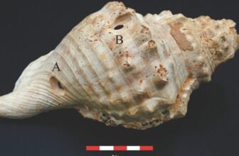 6,700-Yr-Outdated Shell Trumpets Had been Prehistoric Communication Instruments, Examine Suggests